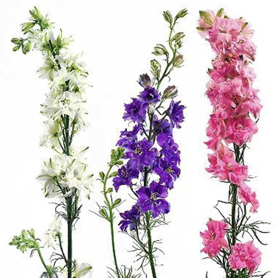 Larkspur